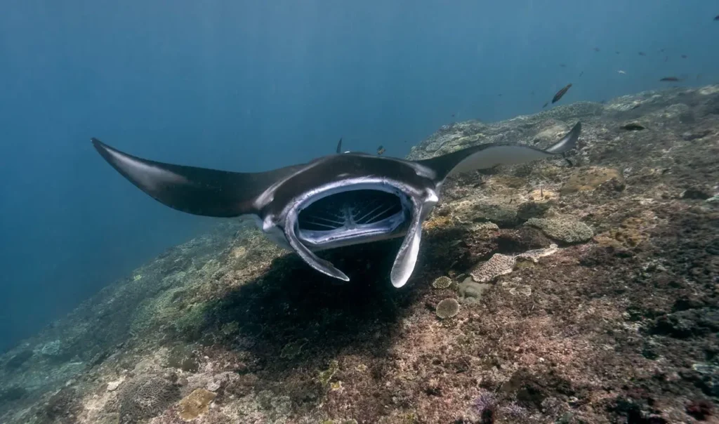Manta Ray Scuba tour in Indian Ocean