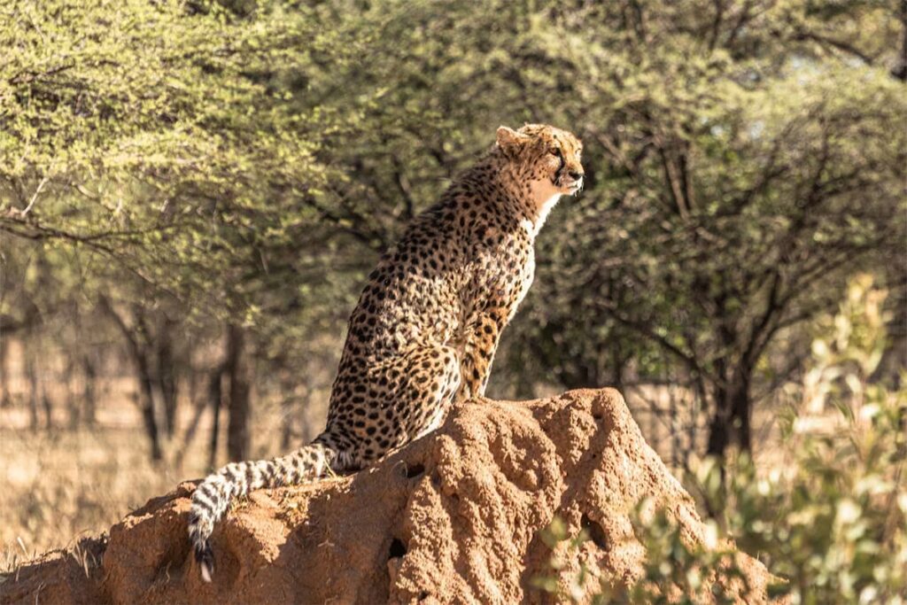 Cheetah in Namibia Africa Group Tours for Indians