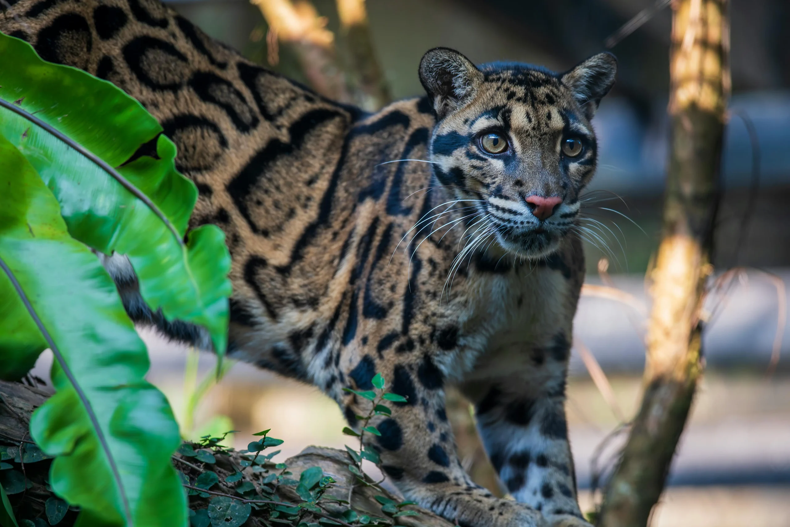 Clouded Leopard Safari in India