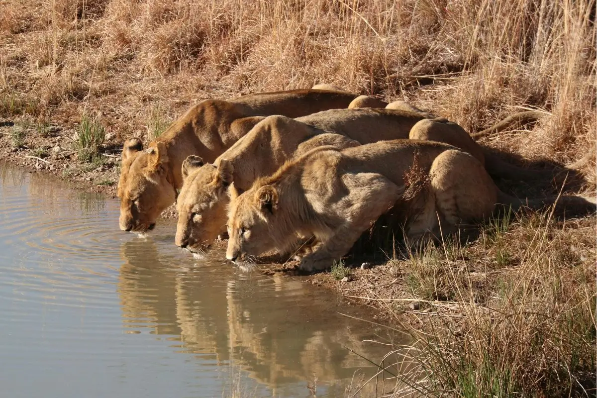Lion Safari in India