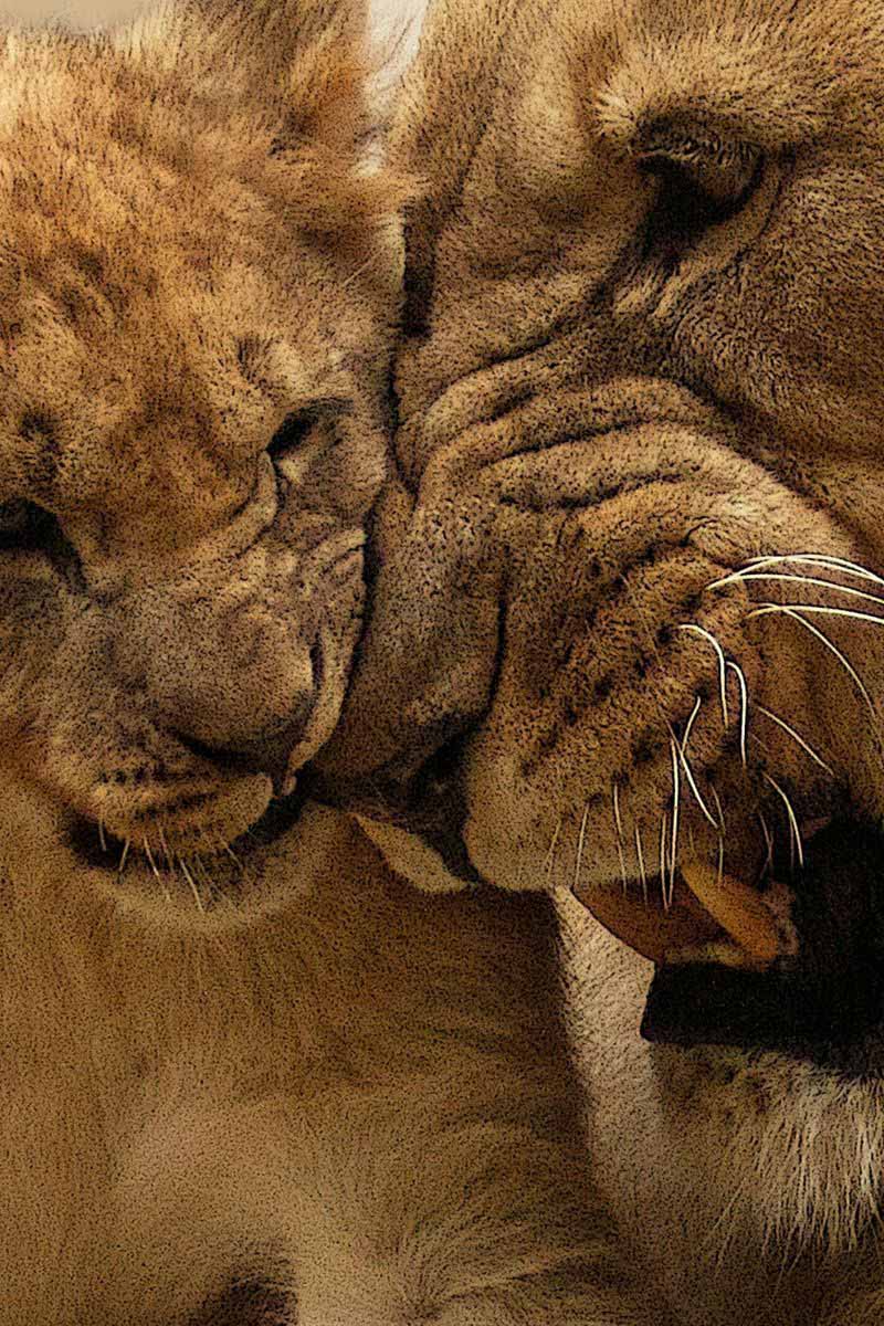 Gir Lion Safari in India