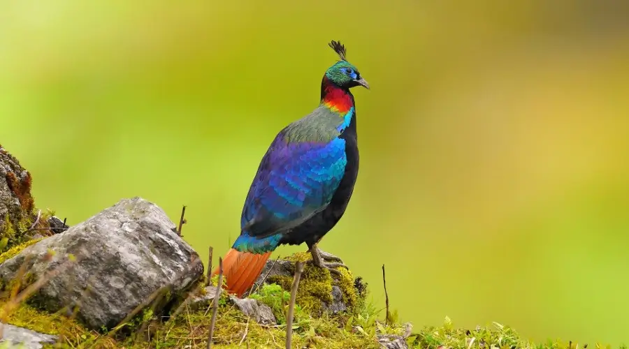 Birdwatching Tour in India Himalayan Monal