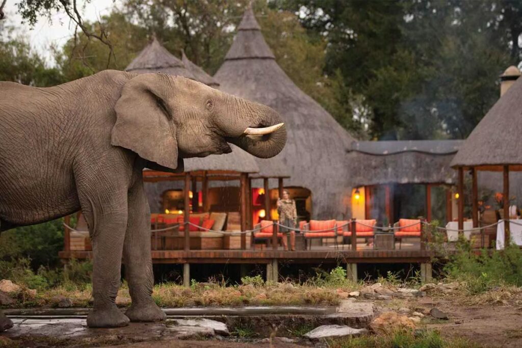 Elephant in South Africa Hoyo Hoyov Group Kenya Tanzania Africa Tours