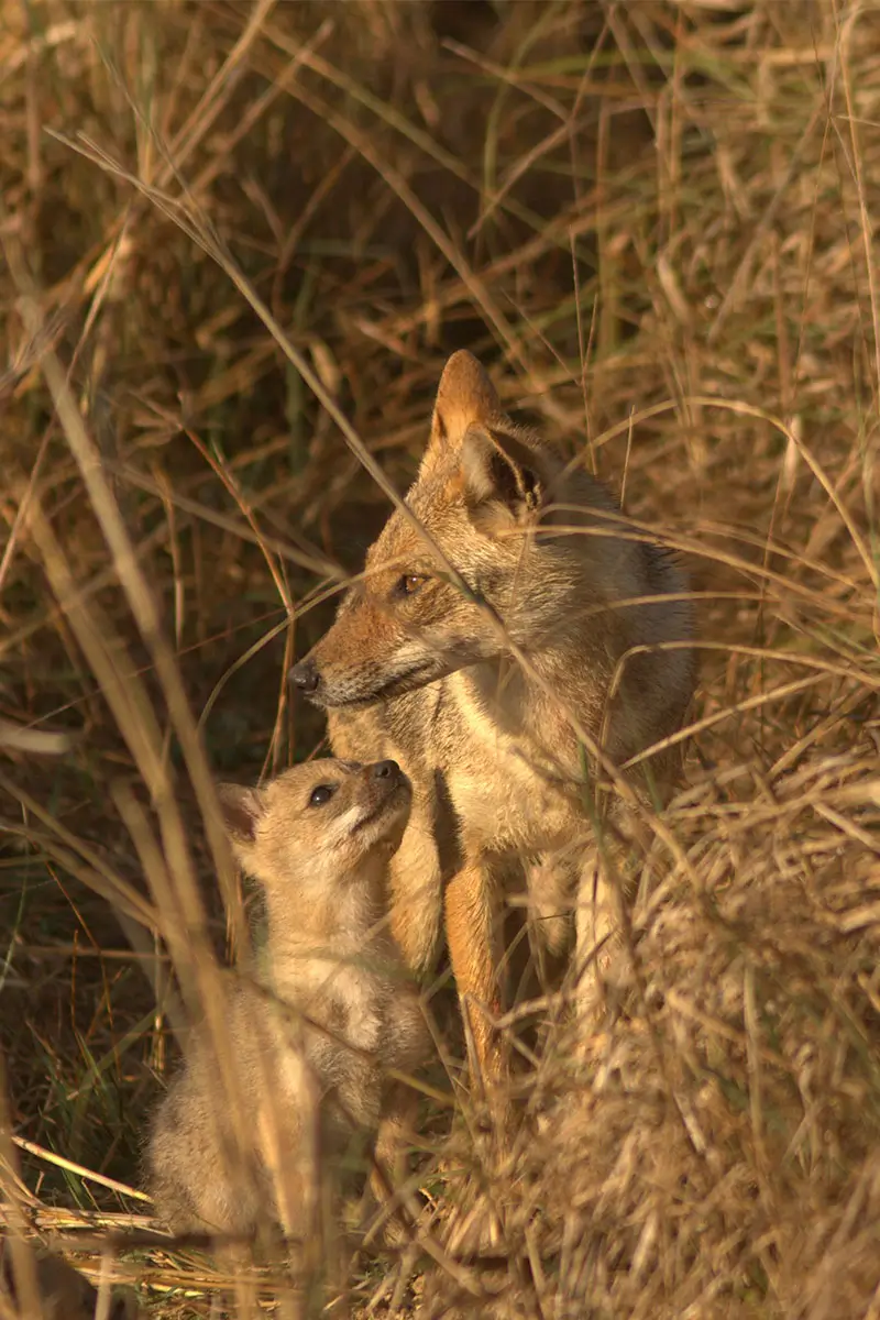 Jackal mother and cub