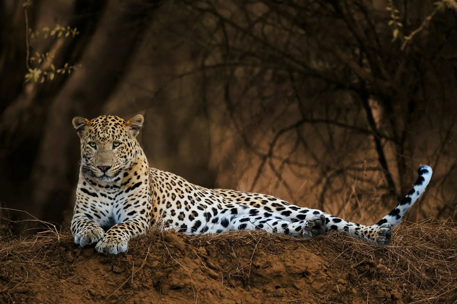 Leopard Safari in India