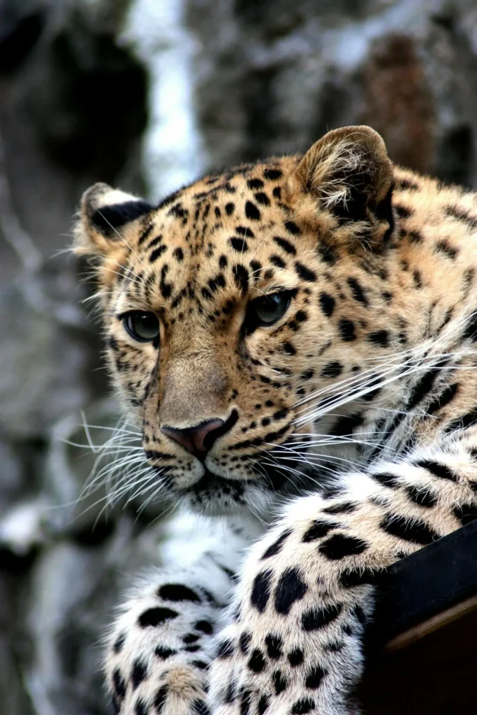Leopard in Kanha