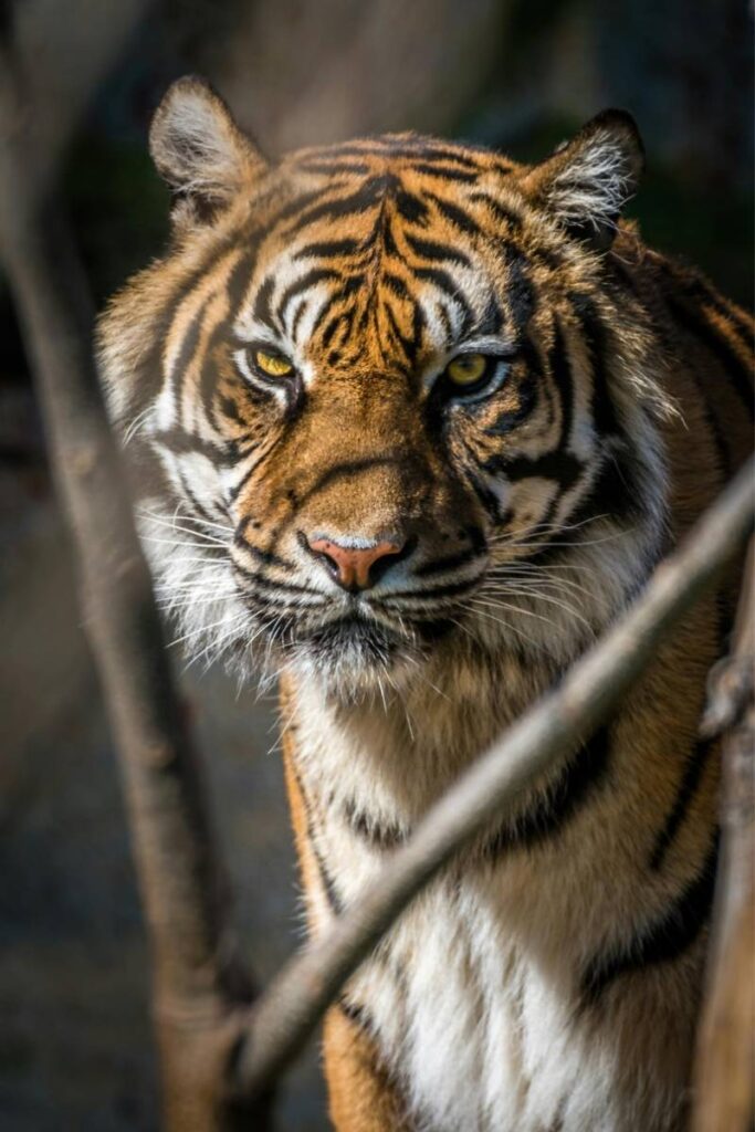 Tiger Safari in India