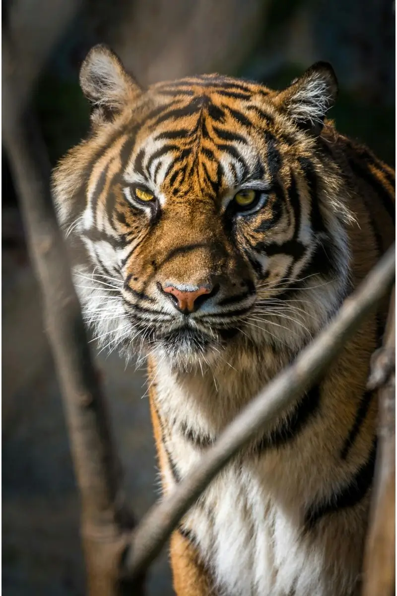 Luxury Tiger Safari in India