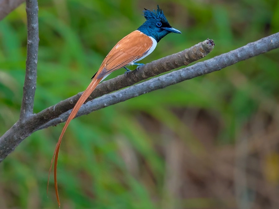 Birdwatching tour in India Paradise Flycatcher