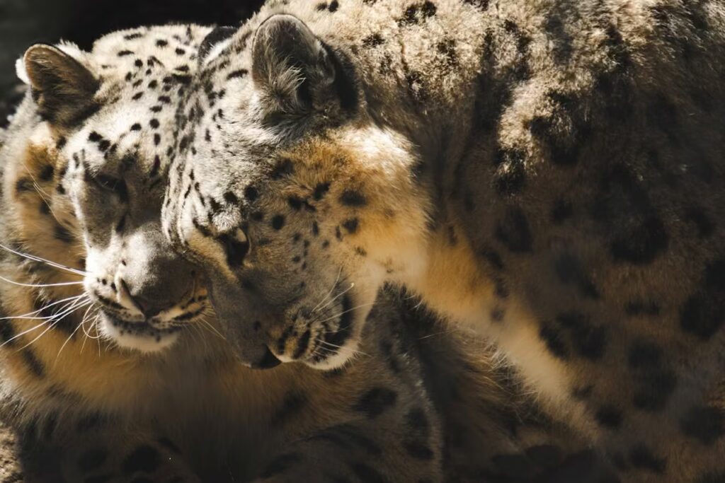 Snow Leopard Safari in India