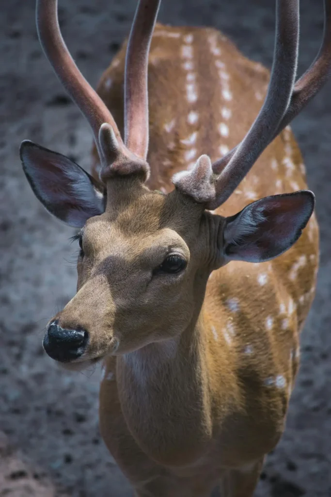 Deer Safari in India