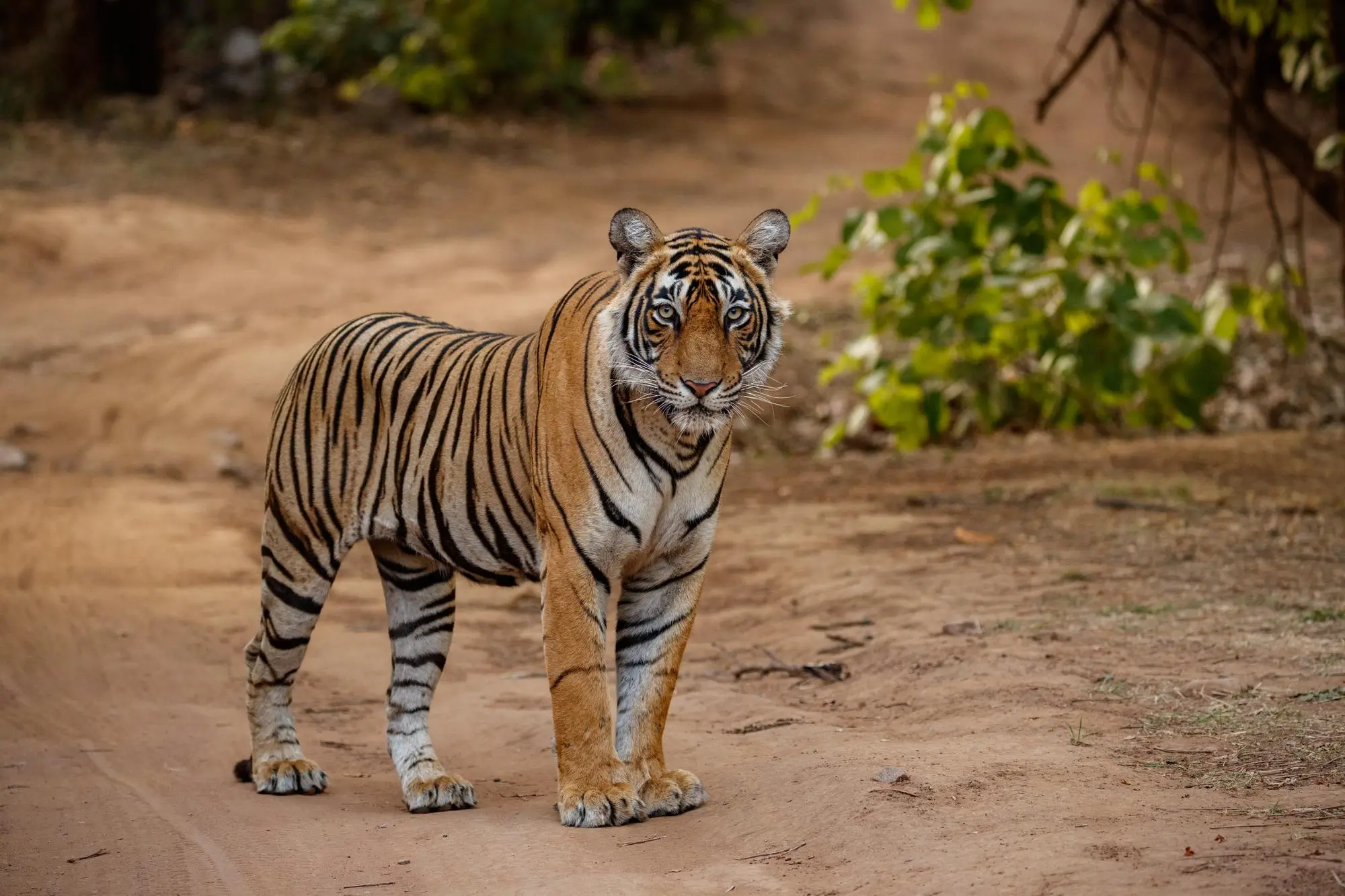 Tiger Safari in Pench National Park